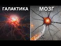 Живем ли мы внутри чьего-то разума? Почему клетки мозга похожи на Вселенную?