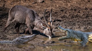 How Crocodiles Ambush And Hunt Waterbuck At The River