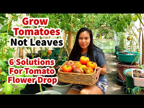 Video: Ruffled Yellow Tomato Care: Alamin Kung Paano Magtanim ng Yellow Ruffled Tomato