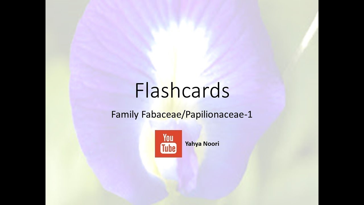 Flashcards Papilionaceae Fabaceae