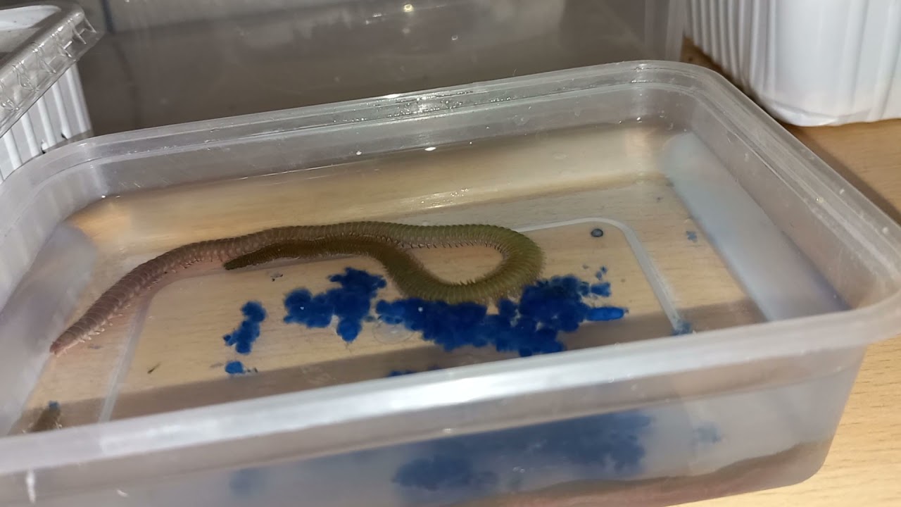 GUSANO COREANO (explicación)