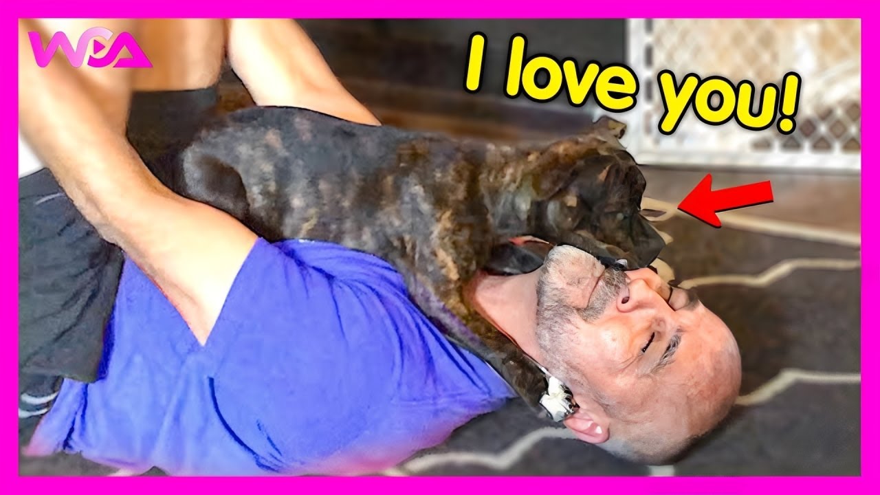 🐶💖 Когда собаки проявляют чистую любовь к своим хозяевам! | Смешные видео о собаках и людях 2025 ...