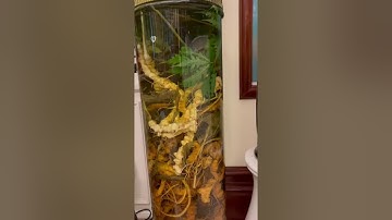 Review Rượu The Q ngâm Sâm Ngọc Linh & Thảo Dược Quý