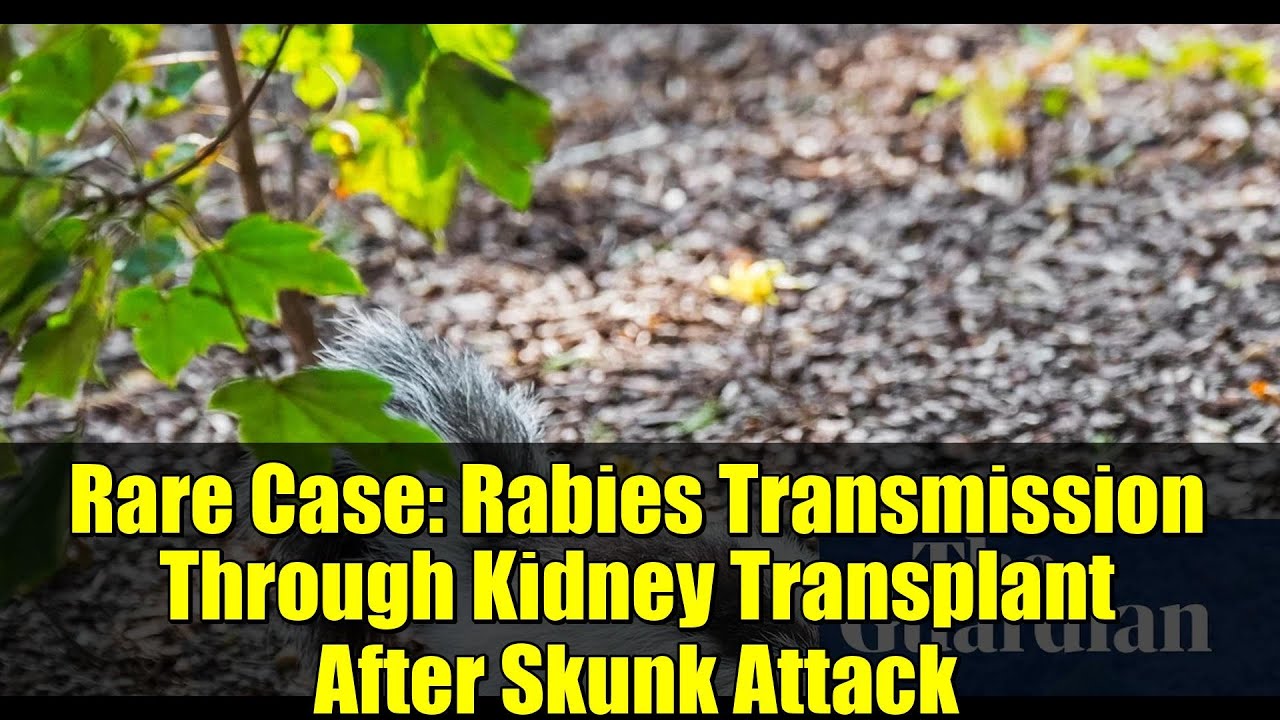 Rare Case: Rabies Transmission Through Kidney Transplant After Skunk Attack
