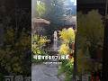 韓国大学院留学生の休日vlog #おしゃれカフェ #韓国生活 #韓国留学 #vlog #猫カフェ