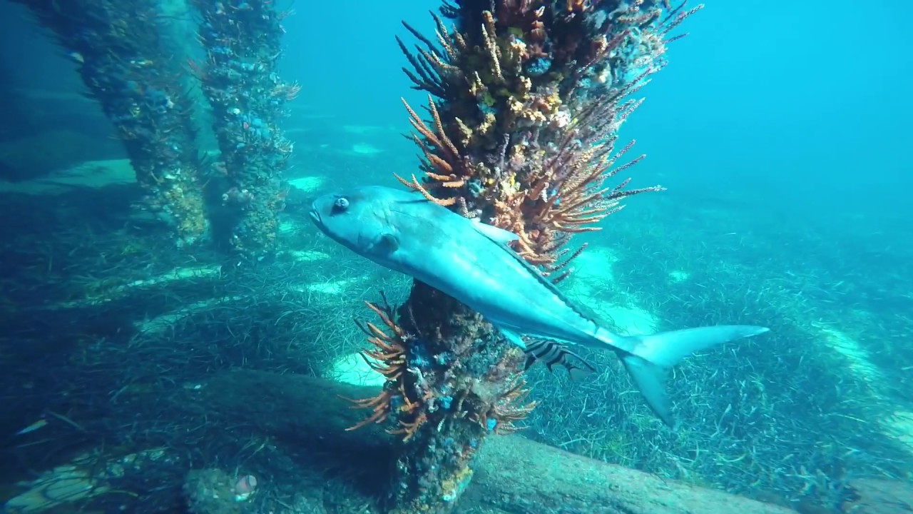Samson Fish Busselton Jetty WA YouTube