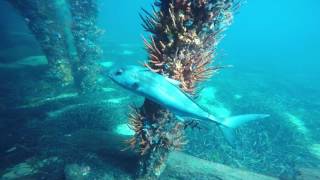 Samson Fish Busselton Jetty WA