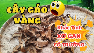 Cây Gáo Vàng Trị Bệnh Gì? Ứng dụng lâm sàng khi sử dụng gáo vàng
