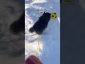 Game On. 🐾⚽ Bambi the Finnish Lapphund Goes Wild in the Snow #puppy #dog #cutedog #funny #pets