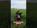 🐶 Oyun Delisi Rottweiler 🥰 Yakışıklı ❤️ #shorts