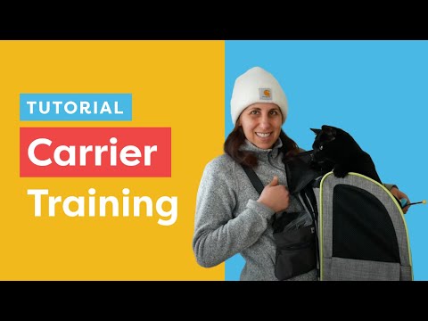 Backpack Train Your Cat – Get To Know Our Favorite Style For Training
