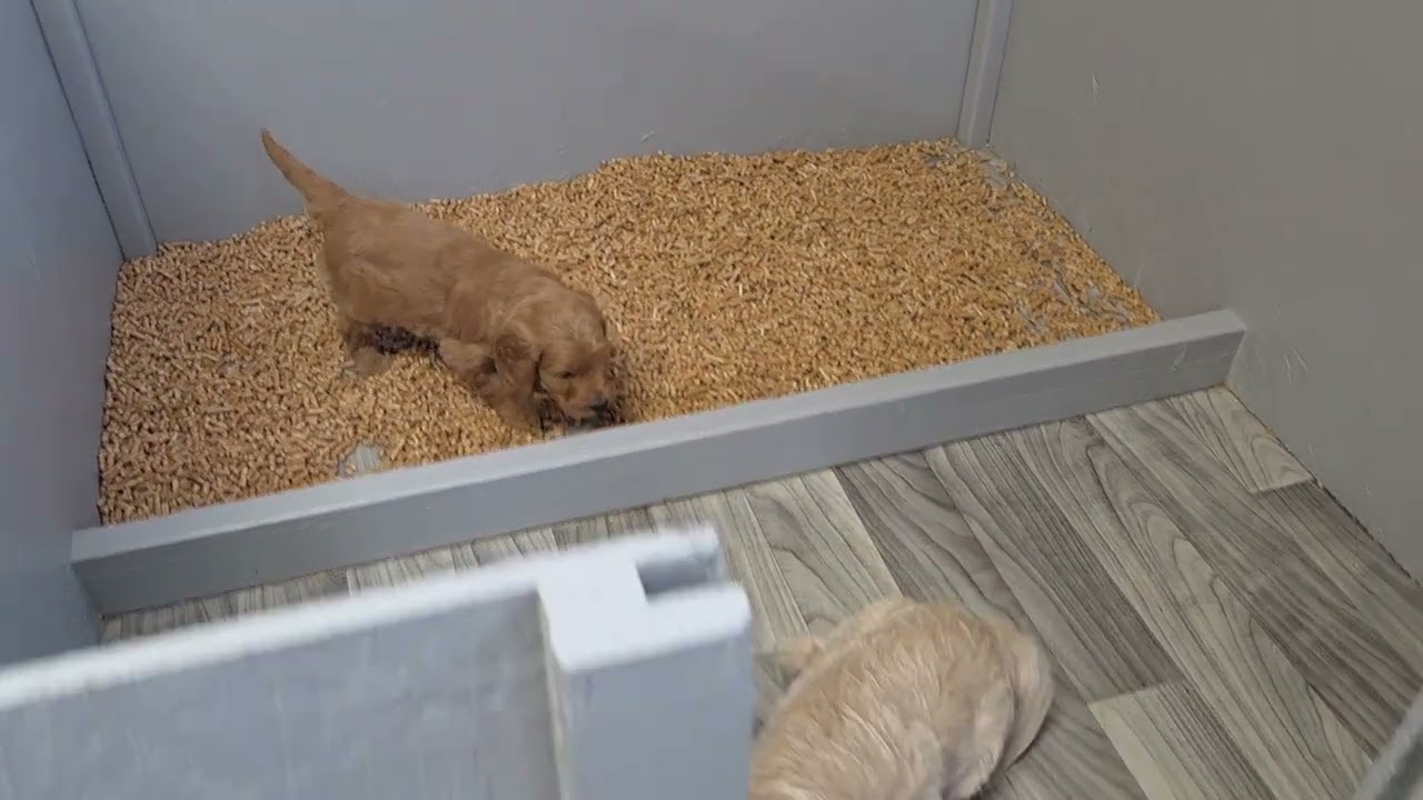 Aspen's Week 5 Update