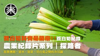 什麼!! 茭白筍是菰黑穗菌的菌癭!! 茭白筍其實是古代的貢米!!  採收茭白筍的冷知識，菰草背後的故事，茭白筍的誕生與成長｜農業紀錄片系列｜探路者