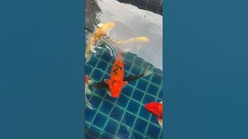 #ปลาคาร์พ #ปลา #ปลาทอง#ปลาคราฟ