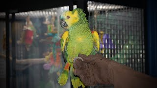 BTT | How to Discipline Your Pet Parrot