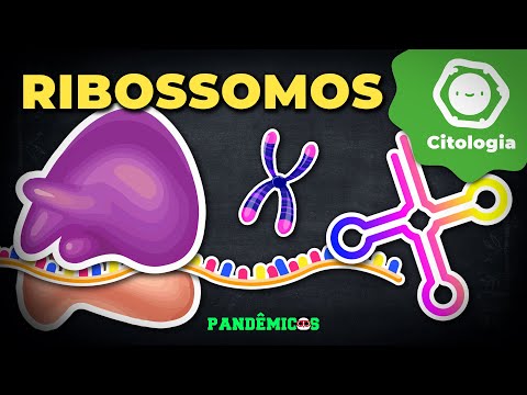 Vídeo: Como a estrutura dos ribossomos auxilia em seu funcionamento?