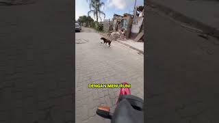 The Counter of Dogs 🤣 #shorts