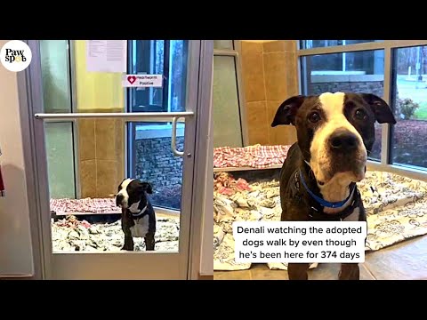 Video: Adoptable Nedēļas suns - Rosie