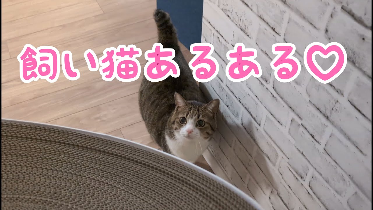 典型的な飼い猫あるある！ vol.1064 - YouTube