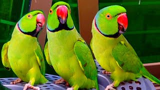 Ringneck Happy🥀Talking Soft Sounds🎊Asmr Natural✨️Bird Beauty♥️🌷 screenshot 3