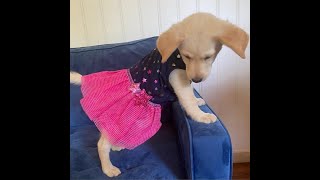 Puppies In Dresses Playing