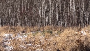 sask hunt video