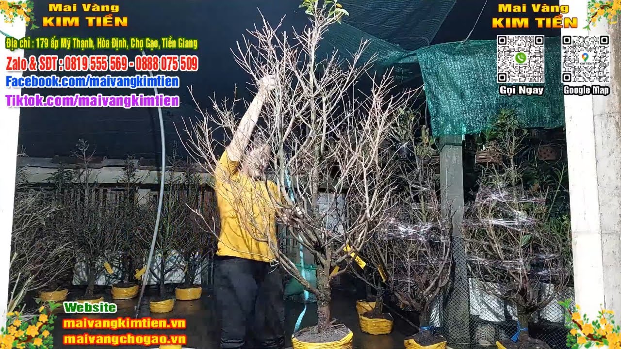 Phôi Mai Thủ Đức Giá Rẻ Bao Ship Bao Sống Toàn Quốc - Mai Vàng Kim Tiền Chợ Gạo