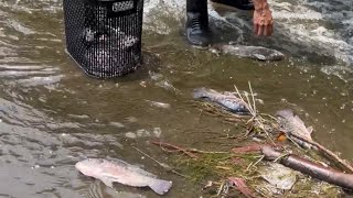 As we opened the water dam the fish was trapped inside and came out #fish #fishing