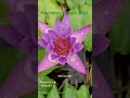 Beautiful Flower 🪷 Blooming In My Lotus Garden ❤️ Ravindra's Aquatic Bliss:9950142501