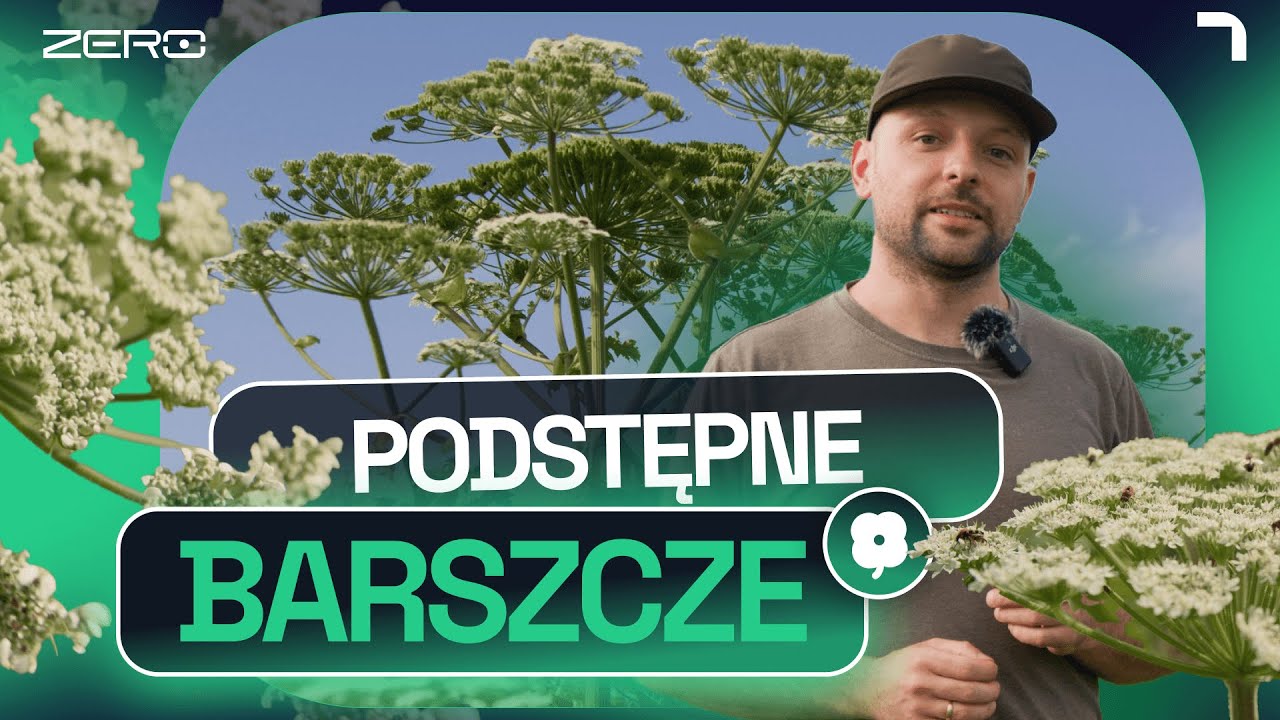 BARSZCZE - SKĄD SIĘ WZIĘŁY, JAK JE ROZPOZNAĆ I JAK UNIKNĄĆ POPARZENIA | GATUNEK ZERO #21