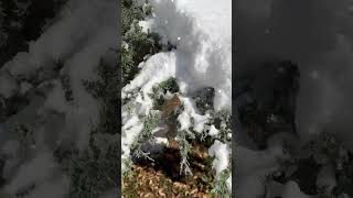 First snowfall of the season 2022 #boulder #cu #viral #shorts