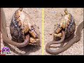 Esta serpiente se mete con la tortuga equivocada ¿Qué tan peligrosas son las tortugas Realmente?