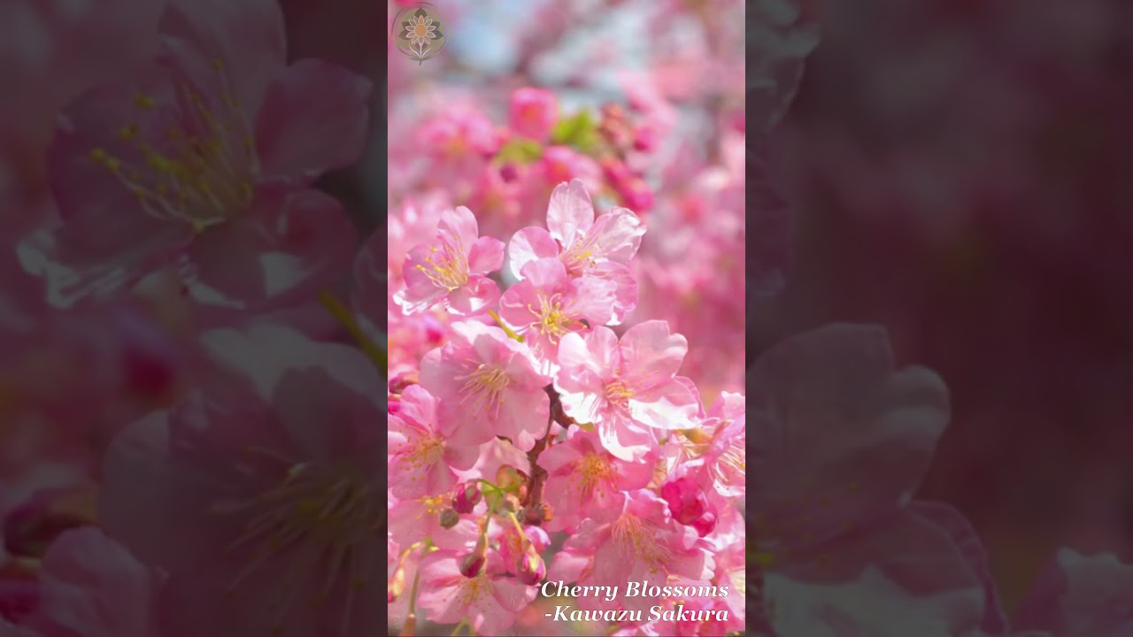 A Peaceful Piano Moment for You 