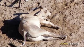 The Sad Story of Benny the Brahma