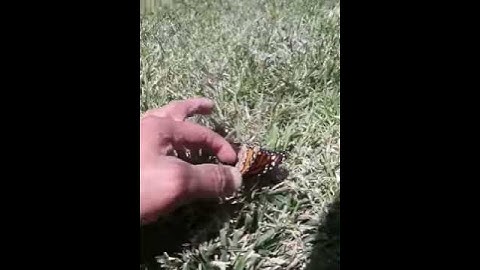 Rescue two Monarch Butterfly