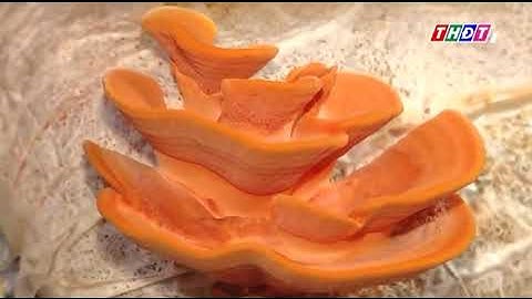 Ứng dụng KHCN của Giảng viên Trường Đại học Đồng Tháp vào thực tiễn