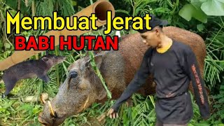 Cara Membuat Jerat Babi Hutan