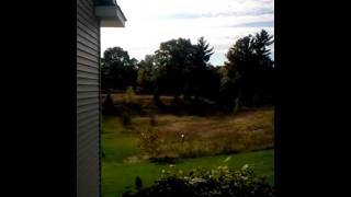 Turkeys Sawgrass By Susan Compagner