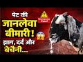 पेट की जानलेवा बीमारी ! 😱 झाग, दर्द और बेचैनी से तड़प उठा बकरा