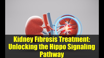 Kidney Fibrosis Treatment: Unlocking the Hippo Signaling Pathway
