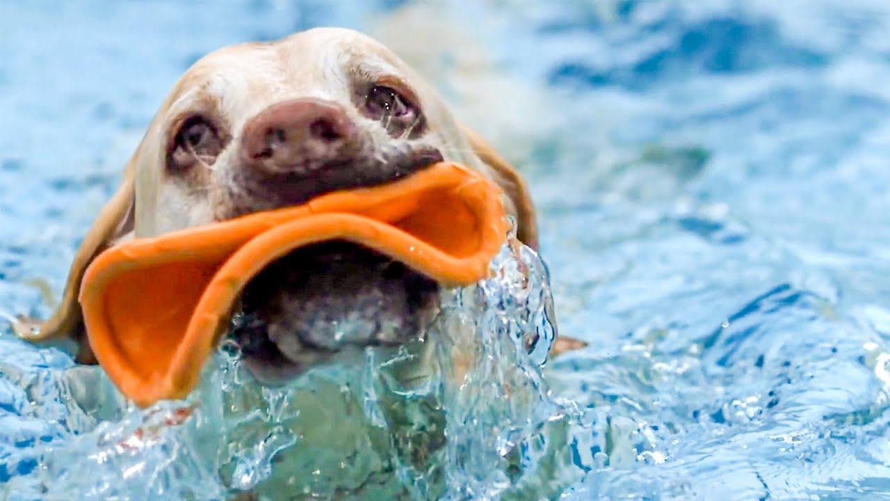 ⁣Adorable Underwater Dogs In Slow Motion | BBC Earth