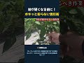 枝が硬くなる前に! ボキッと折らない誘引術