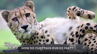 Why are cheetahs so fast? We share more about the fastest land animal! | Nightly News: Kids Edition