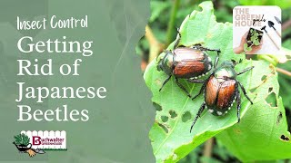 Getting Rid of Japanese Beetles! Our Top Products and Techniques for Garden Invaders
