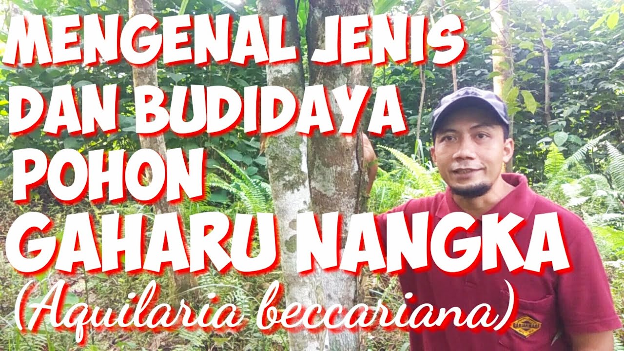 MENGENAL JENIS DAN BUDIDAYA POHON GAHARU NANGKA (Aquilaria beccariana