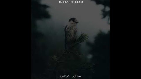 عمر الدريويز سورة المزمل