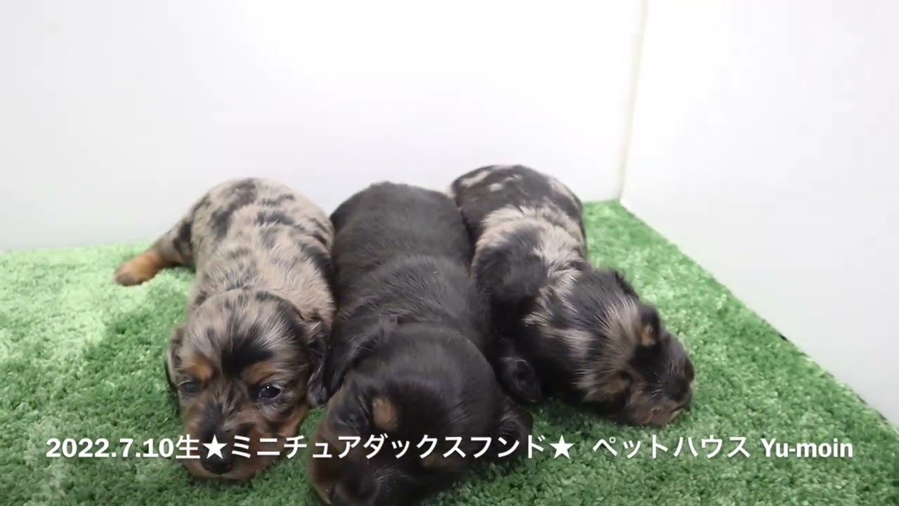 可愛いミニチュアダックスフンドの赤ちゃんのご紹介です Youtube