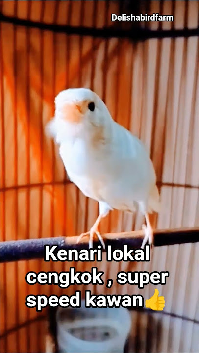 Masteran kenari juara kawan👍 #kenarigacor #kenarijuara #Kenaringerol #Birdsong #Bird