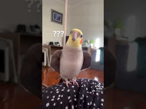 Cockatiel plays peekaboo