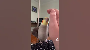 Cockatiel Plays Peekaboo 